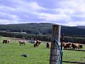 Aviemore-Fort William (47)